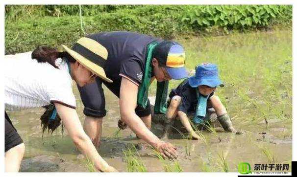 夫妻插秧 38 种方法精彩图片全展示